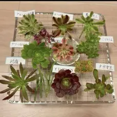 15#多肉植物❤️アエオニウム❤️9種カット苗セット❤️寄せ植え用