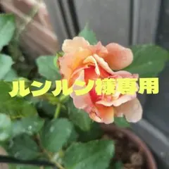 ♾️ 익스클루시브 엑스트라 버진 올리브 오일 100% 올리브 오일 발효 비누, 특별 주문 2개