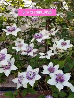 15ママ様 リクエスト 2点 まとめ商品