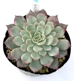 ラス子様 リクエスト 2点 まとめ商品