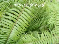 2025年最新】ネフロレピスボストンファーンの人気アイテム - メルカリ