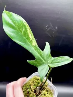 2025年最新】フィロデンドロンフロリダの人気アイテム - メルカリ