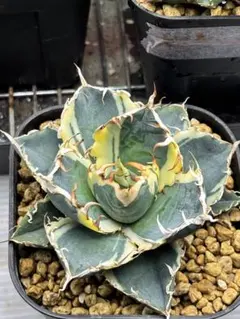 2025年最新】アガベ白鯨錦の人気アイテム - メルカリ