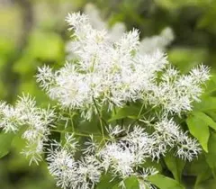 アオダモの種 約1000粒 134775f47a6194f2ae3c4a37597690