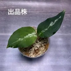 アグラオネマ ピクタム 交配株(MB-2024/RKHT-1)