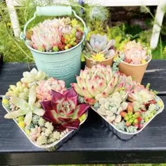多肉植物⭐︎そのまま飾れる寄せ植え - メルカリ