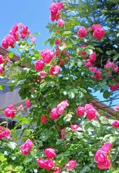 モカカフェ様 リクエスト 2点 まとめ商品