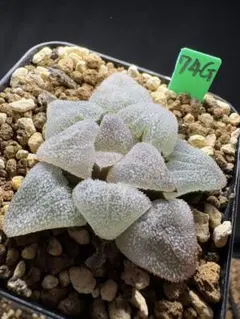22g 多肉植物 ハオルチア 実生苗2本 自家繁殖 鉢植え発送 - メルカリ