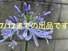 ⭐️アガパンサス サマーラブ ブルー つぼみ付きC S⭐️ - メルカリ