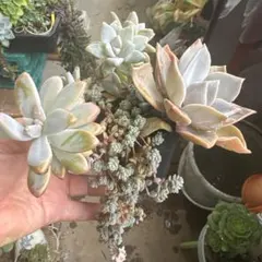 ✾おまかせカット苗 ご購入前にお願いをご一読ください˖*多肉植物 寄せ