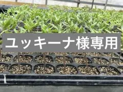 【ユッキーナ様専用】トマト苗