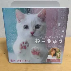 【子猫】ねこきゅう ぷにぷに肉球まつり　写真集