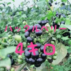 2025年最新】ハックルベリーの人気アイテム - メルカリ