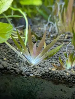 メルカリ便 xyris sp red 水中葉1株 水草 ADA 水槽 - メルカリ