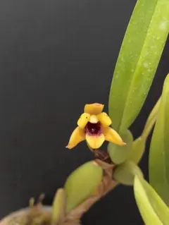 ゆーちゃん様 リクエスト 2点 まとめ商品