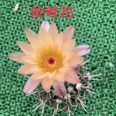 多肉植物　花サボテン　☆☆淡いオレンジ×ピンク Yahoo!オークション - サボテン多肉植物 花サボテン ピンクの女王