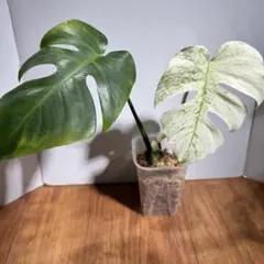 す*し様 Monstera Mint Full mint モンステラ タイ・フル - メルカリ