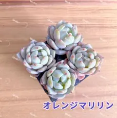 【レア品種】NEW☆オレンジマリリン☆多肉植物4苗セット 土・根付き