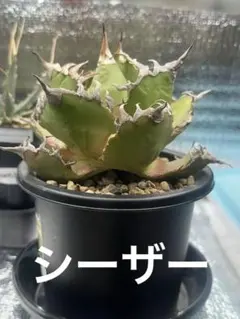 u*c様 アガベ ハイブリッド シャウィー×パラサナ ジェレミー株 hybrid