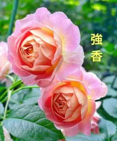 専用　バラ苗 13品種セット 接木新苗 4号ポット 薔薇 苗 専用 バラ苗 13品種セット 接木新苗 4号ポット 薔薇 苗 - メルカリ
