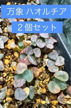 速達^_^まるちゃん様 リクエスト 2点 まとめ商品