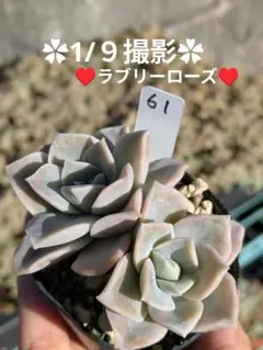 2026年最新】ラブリーローズの人気アイテム - メルカリ