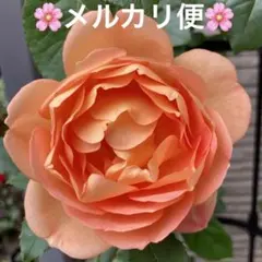 2026年最新】廃盤 バラ苗の人気アイテム - メルカリ