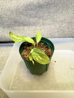 Hoya polyneura albomarginata ポリネウラ 外斑入り - メルカリ