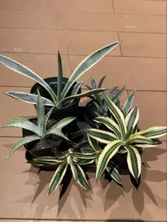 2025年最新】ドライガーデン アガベの人気アイテム - メルカリ