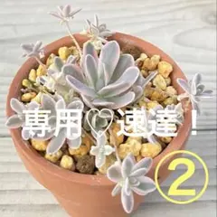 ばぁばの多肉　高温期のため速達おすすめ♡様 リクエスト 2点 まとめ商品
