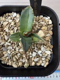 アガベ チタノタ 黒犀牛 超選抜　子株活着済み アガベ・チタノタ 黒犀牛（小株）-017｜Titanota black rhino | Plu