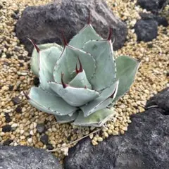 2025年最新】パリートランカータの人気アイテム - メルカリ