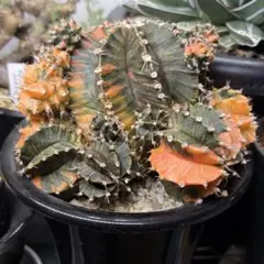赤怒涛 ハイブリッド フォーカリア 実生 多肉植物1295 赤怒涛 ハイブリッド フォーカリア 実生 多肉植物1295 - メルカリ