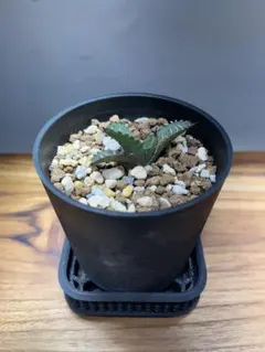 2025年最新】姫厳龍の人気アイテム - メルカリ