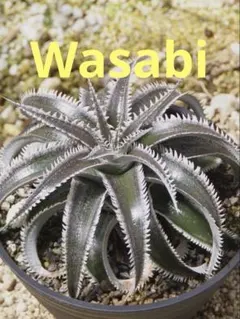 2026年最新】ディッキア ワサビの人気アイテム - メルカリ