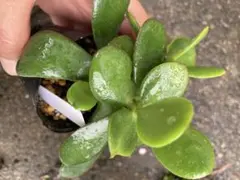 桜花月　抜き苗　金の成る木　花月のサムネイル