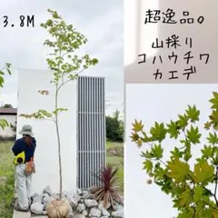 超絶品。山採りコハウチワカエデ4.1M(鉢底から)品番A ma kami様専用山採りコハウチワカエデ4.1M(鉢底から)品番A◎根回し済