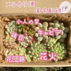14 萌豆 小人の祭etc 多肉植物 多肉弁当　詰め合わせ　寄せ植え セット