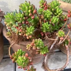 多肉植物　虹の玉　10株　抜き苗