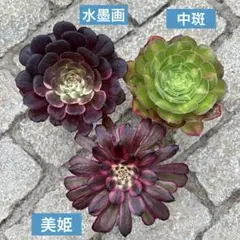 多肉植物 アエオニウム カット苗セット 水墨画・中斑・美姫 ◎メルカリ便◎