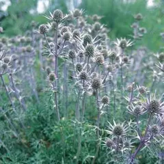 花の種　エリンジウム　プラナム　マツカサアザミ　多年草