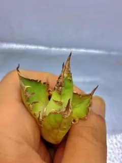 姫厳竜 胴切り 子株 30株以上 鉢のまま発送 姫厳竜 胴切り 子株 30株以上 鉢のまま発送