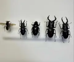 2026年最新】昆虫標本の人気アイテム - メルカリ