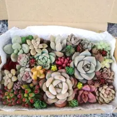 多肉植物 寄植えセット カット苗【ネコポス発送】