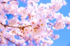 注文品　専用ページ