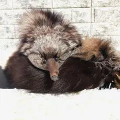 とかげ様 取り置き中 狸の剥製マフラー とかげ様 取り置き中 狸の剥製マフラー Yahoo!オークション