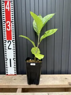 kunishiho様 リクエスト 4点 まとめ商品