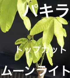 2025年最新】パキラムーンライトの人気アイテム - メルカリ
