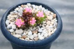 モ*コ様 レッドベリー錦群生