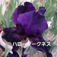 ジャーマンアイリス ハローダークネス 　株分け ２球根のサムネイル